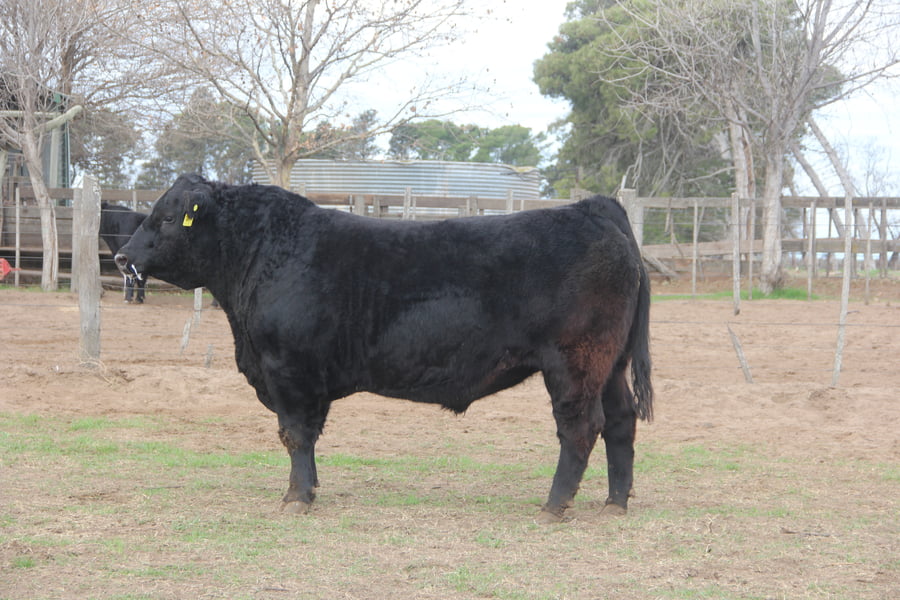 Lote TOROS PUROS DE PEDIGREE