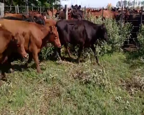 Lote 100 Novillitos en Cañuelas, Buenos Aires