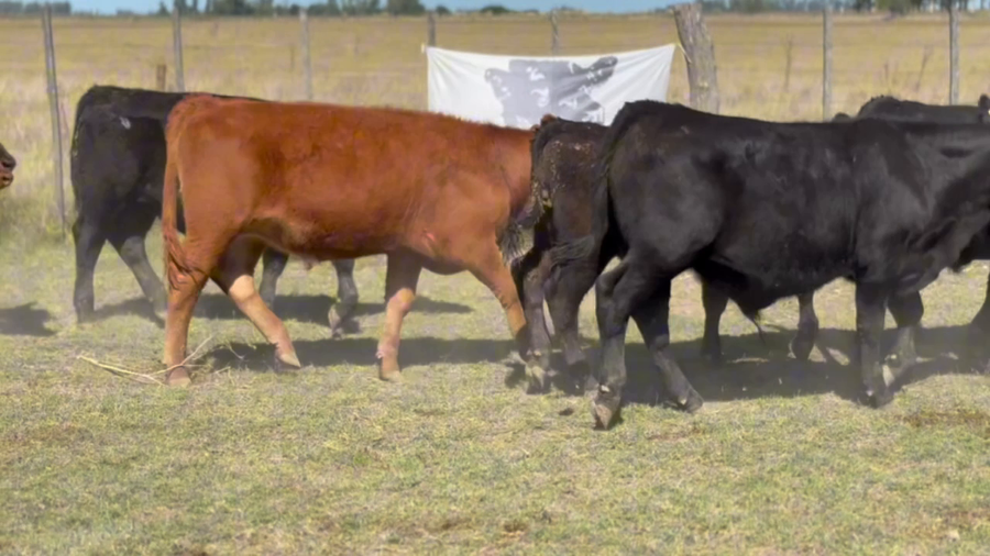 Lote 40 Terneros
