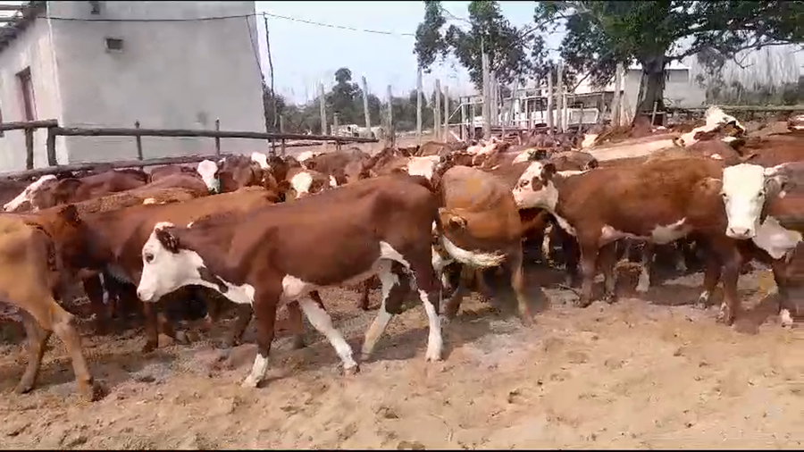 Lote 130 Terneras en Esquina, Corrientes