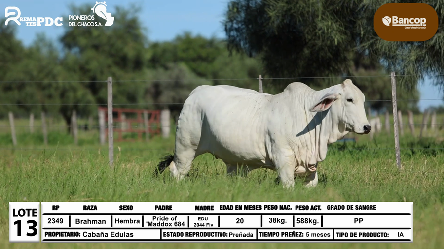Lote Lote 13