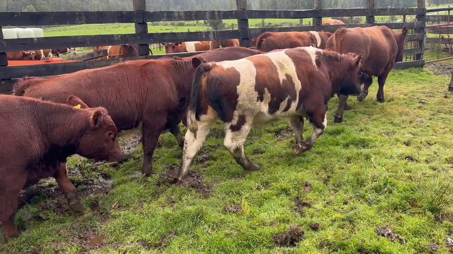 Lote 22 Ternero en Cisnes, XI Región Aysén