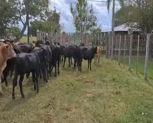 Lote 90 Novillitos y vaquillonas en Misión San Fco., Formosa