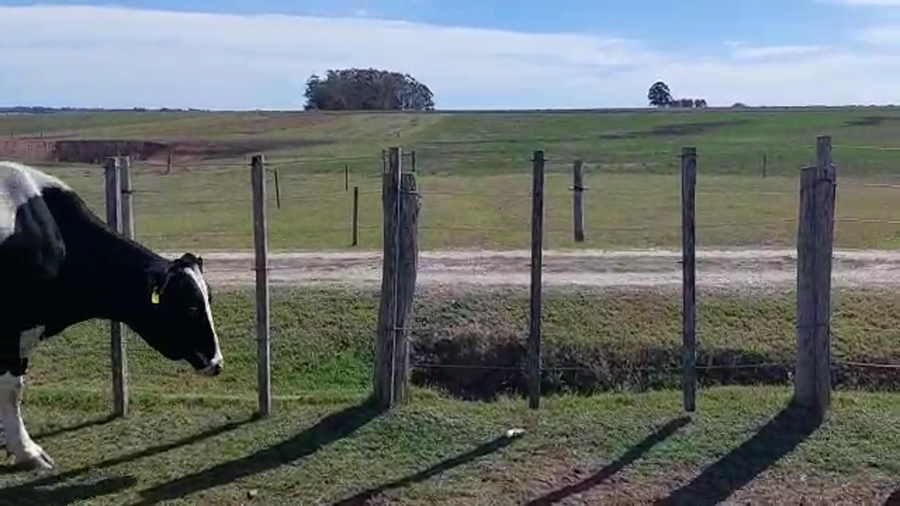 Lote 3 Vaquillonas proximas holando