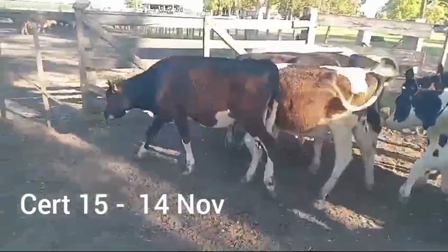 Lote NOVILLOS DE 1 A 2