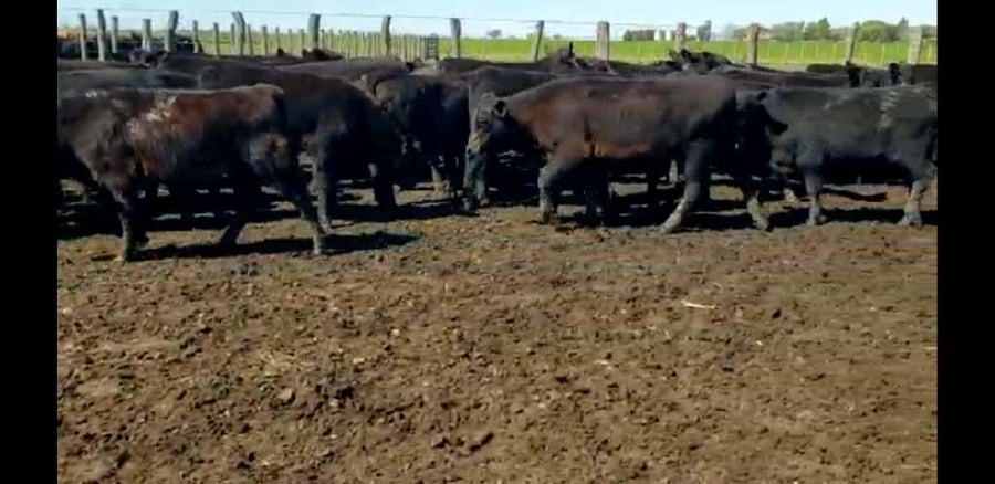 Lote 70 Terneros/as en Entre Ríos, Villaguay