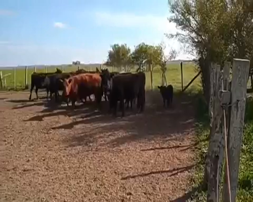 Lote 9 Vacas Paridas en Brandsen, Buenos Aires