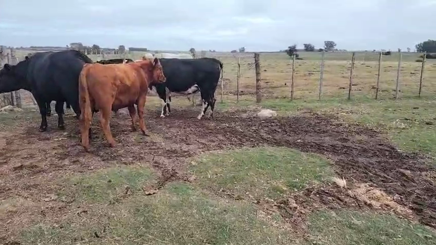 Lote 4 Toros a remate en Pantalla Camy, San José