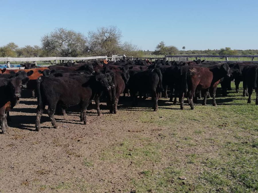 Lote 70 Terneros en Federal, Entre Ríos