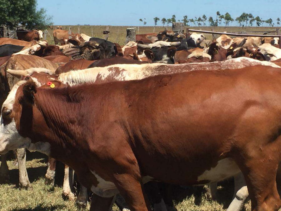 Lote 50 Vaquillonas en San Miguel, Corrientes