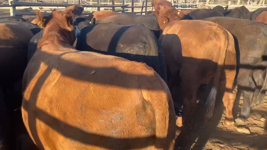 Lote 40 Novillo Gordo en Melipilla, Región Metropolitana