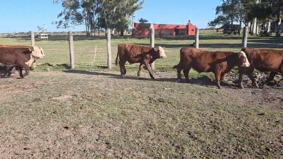 Lote 96 Terneros en Corrientes, Curuzu Cuatia