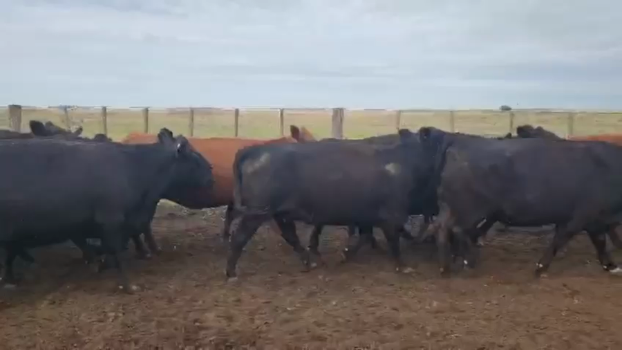 Lote 44 Vacas nuevas Preñadas en Buenos Aires, Laprida