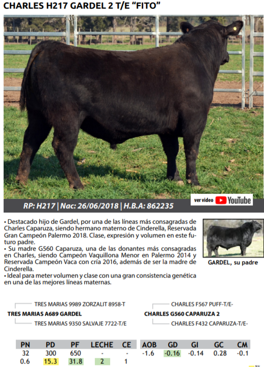 Lote TOROS PEDRIGREE