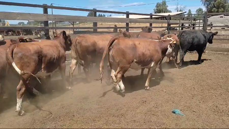 Lote 20 Vaquilla Gorda en Los Ángeles, VIII Región Biobío