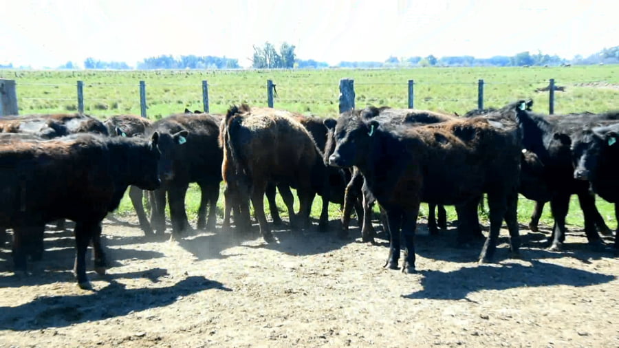 Lote Ternera seleccionada para madre