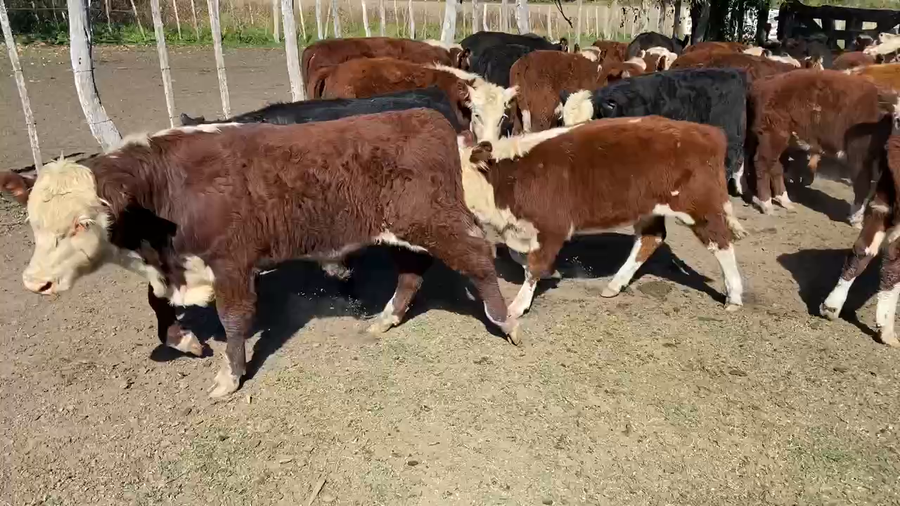 Lote 40 Terneros/as en Durazno, Entre Ríos