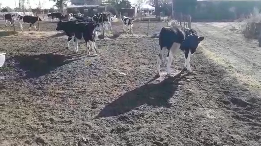 Lote 12 Novillitos Holando Argentino en Altos de Chipion, Córdoba