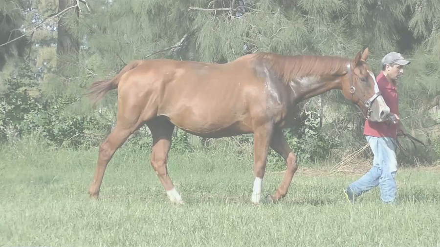 Lote SHARK ATTACK (ZENSATIONAL – SMASHING KITTY) Preñez por HIPPER HAPPY