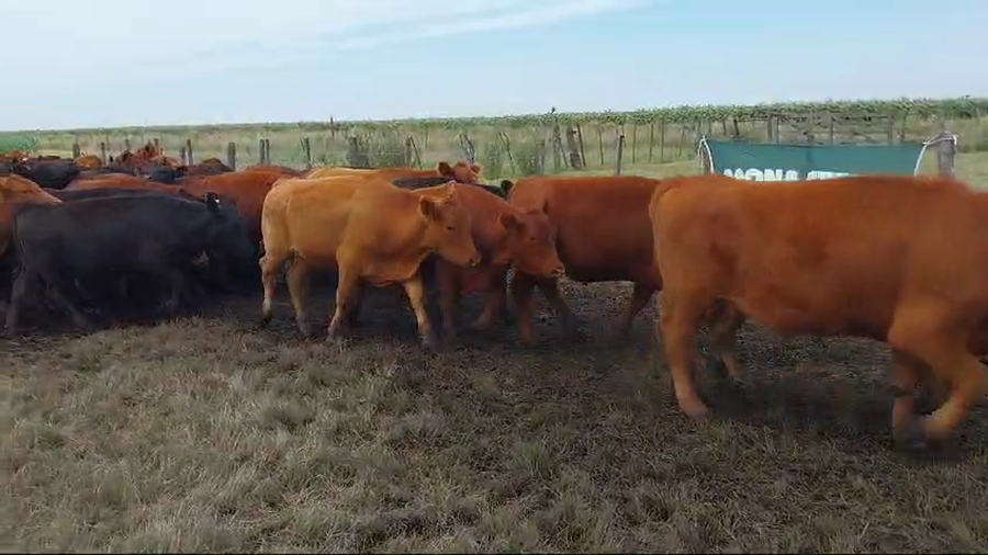 Lote 75 Novillitos EN ARBOLEDAS