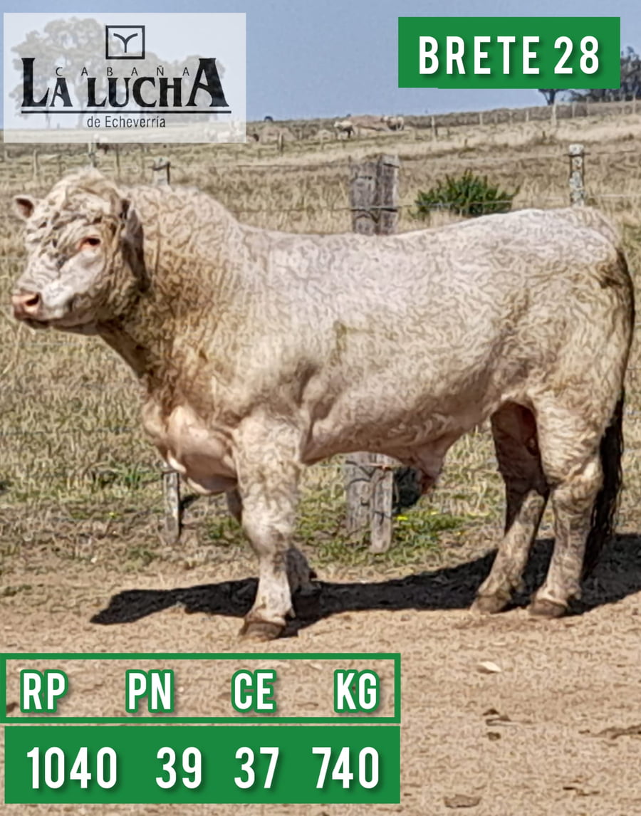 Lote TOROS CHAROLAIS PI