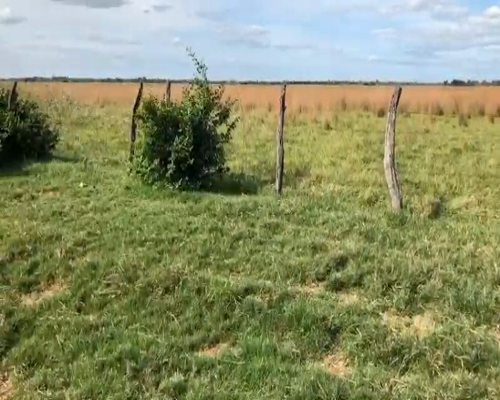 Lote 70 Novillitos en Goya, Corrientes