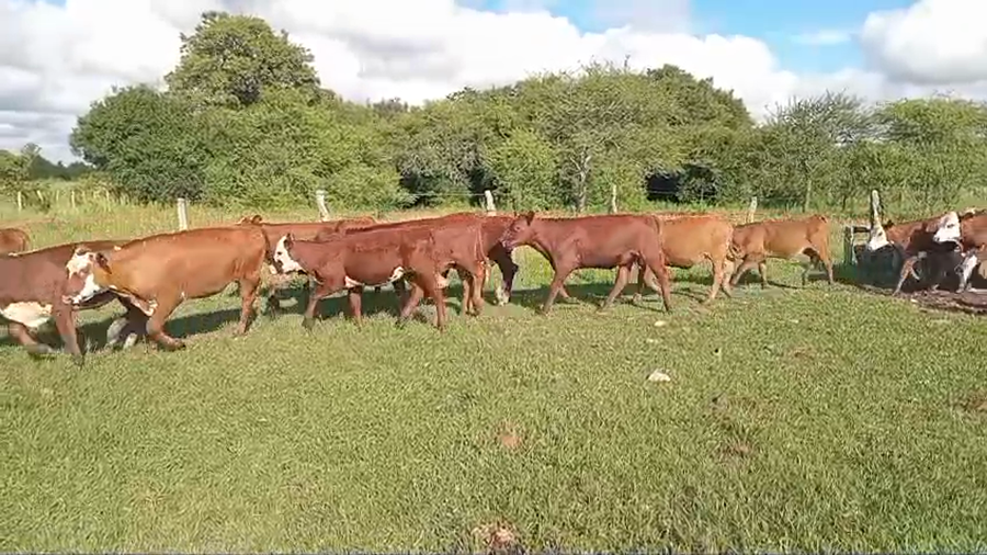 Lote 82 Terneros/as en Corrientes, Perugorría