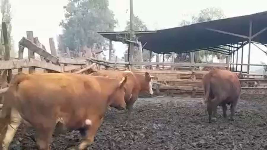 Lote 45 Novillo Gordo en VII  Región Maule, Linares