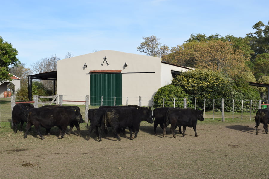 Lote CABAÑA “COEMBOTÁ” de Calderón Vientres Generales Negras Preñadas
