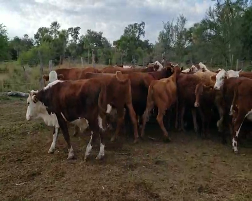 Lote 40 Novillos en Empedrado, Corrientes
