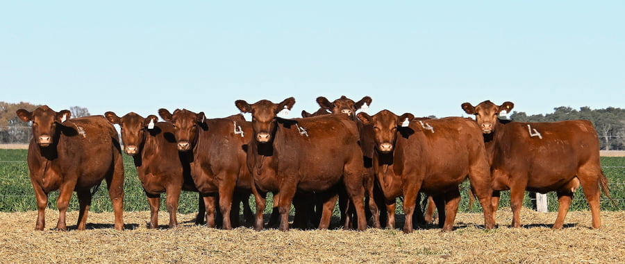 Lote VAQUILLONA ANGUS PC PRIMAVERA