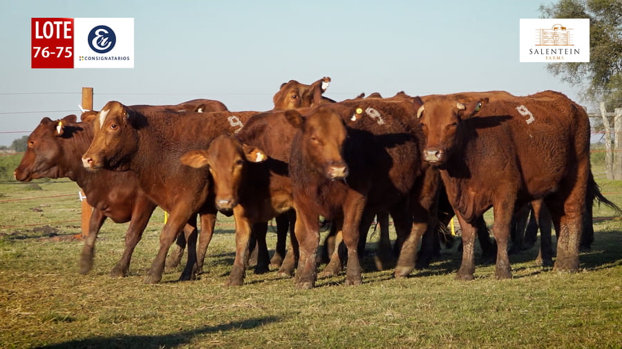 Lote LOTE 76/75 - VAQUILLAS BRAFORD GENERALES - S. COLECTIVO