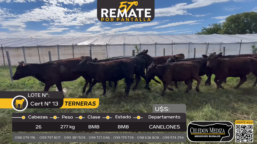 Lote 26 Terneras en Otra Localidad, Canelones