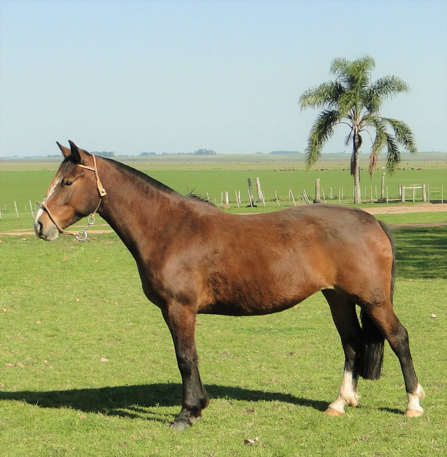 Lote Criollos da Fronteira Cañada Kabocla  RP: 370