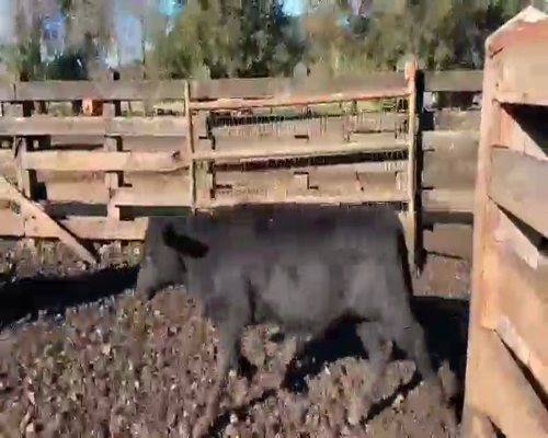 Lote 65 Ternera en Villarrica, IX Región Araucanía