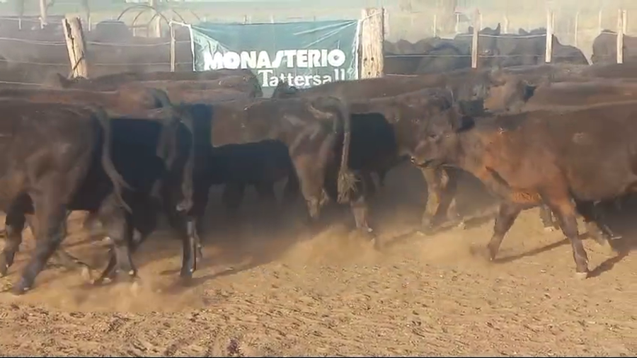 Lote 70 Terneras en Pahuajo