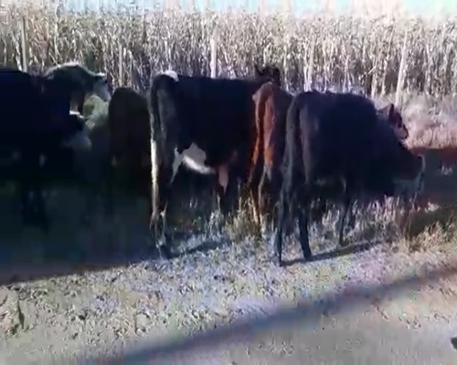 Lote 22 Terneras HEREFORD Y ANGUS 180kg - , San José