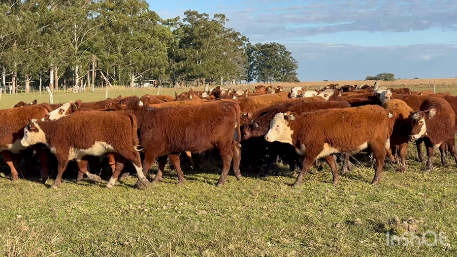 Lote 72 Terneras y vaquillas en Corrientes, Mercedes