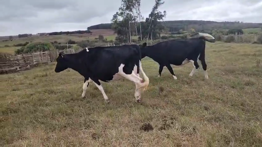 Lote 2 Vaca a remate en Pantalla Camy 550kg - , San José