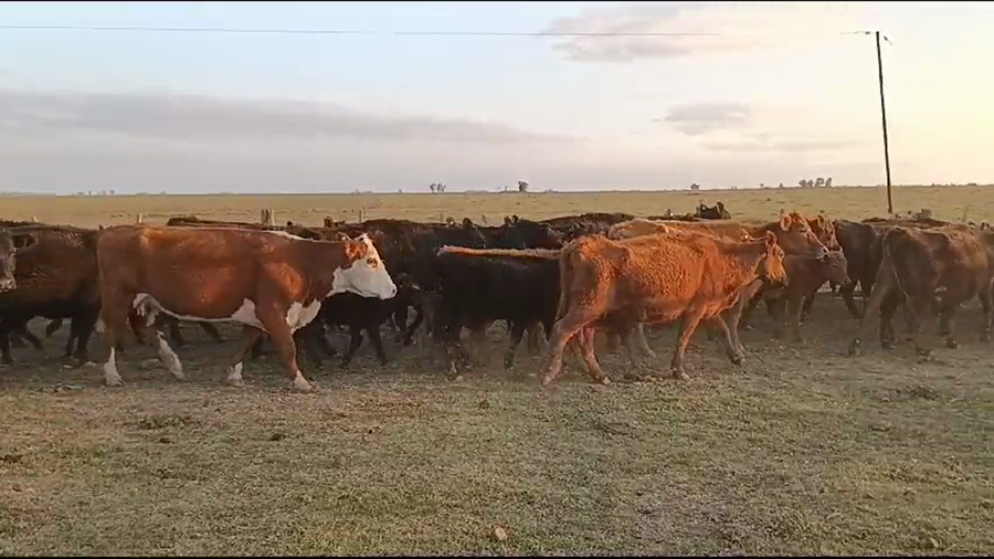 Lote 60 Vacas nuevas C/ cria en Buenos Aires, Gral. Villegas