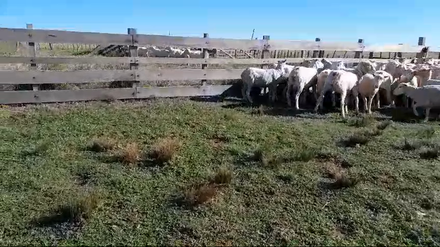 Lote 100 Ovejas MERINO DOHNE X CORRIEDALE a remate en 1° Remate Virtual BALTASAR BRUM 54kg -  en SEQUEIRA. KM 135 DE RUTA 4. 5 KM AL OESTE