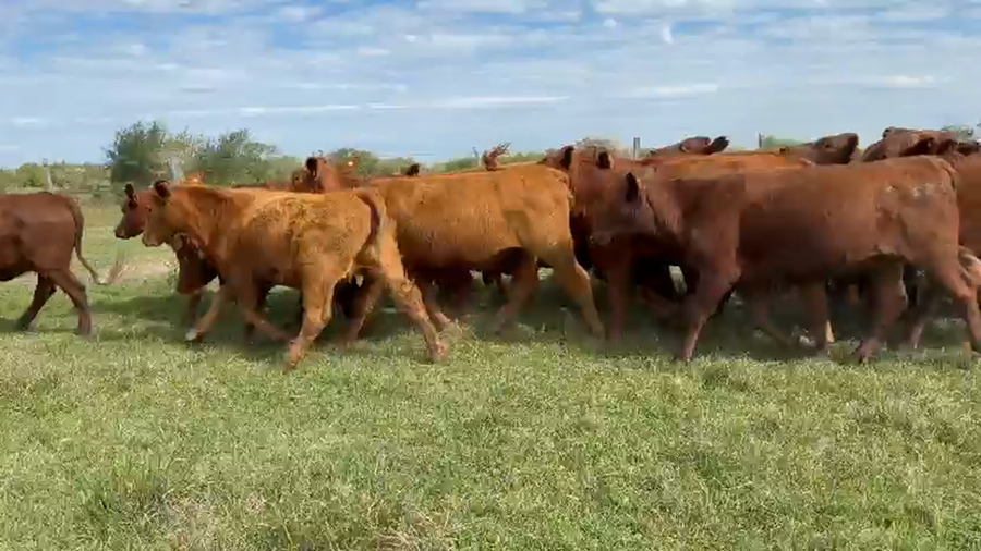 Lote 50 Vaquillonas c/garantía de preñez  en Corrientes, Mercedes