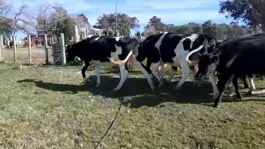Lote 7 Novillos Holando a remate en Pantalla Camy en San Gregorio