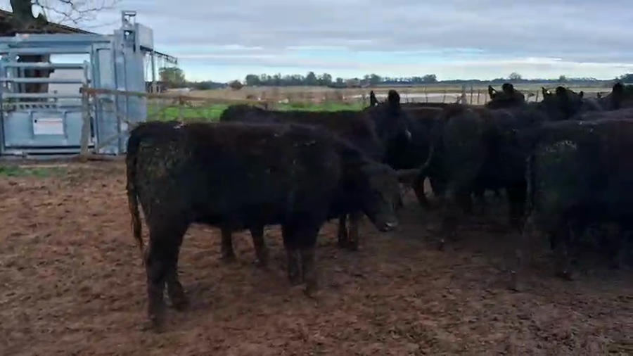 Lote 40 Vaquillonas preñadas