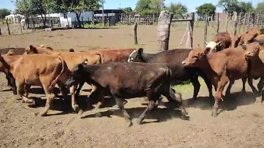 Lote 48 Terneros en Entre Ríos, La Paz