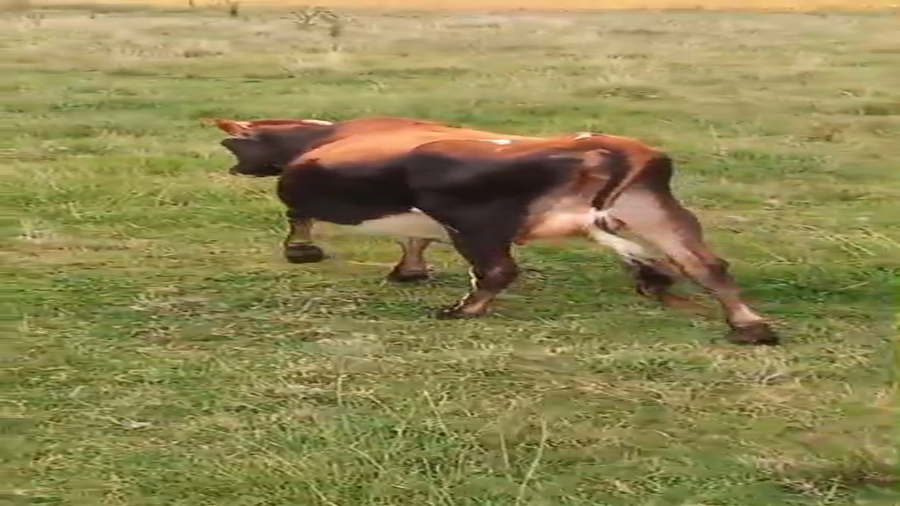 Lote Vaca a remate en Pantalla Camy 400kg - , San José