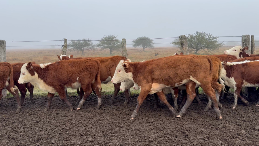 Lote 60 Terneros/as