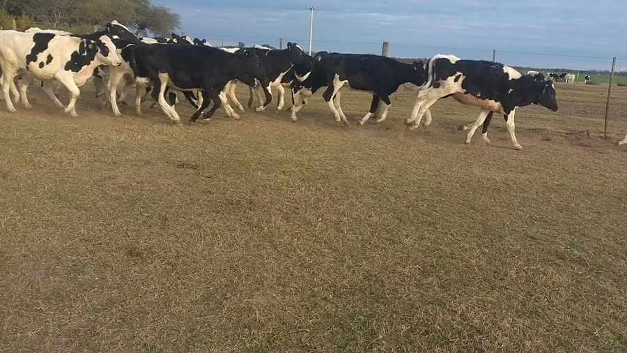 Lote 50 Vaquillonas Holando Argentino en Villa Conc, del Tio, Córdoba