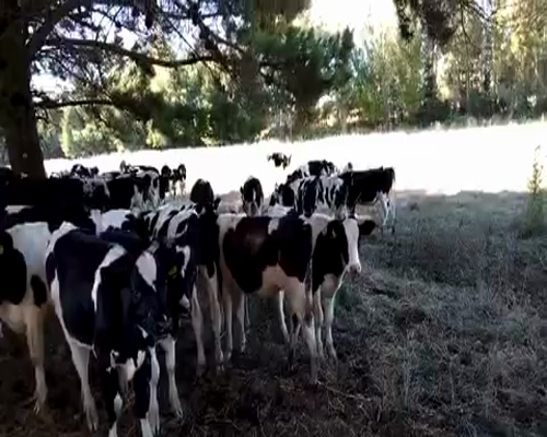 Lote 95 Novillo Engorda en Los Ángeles, VIII Región Biobío