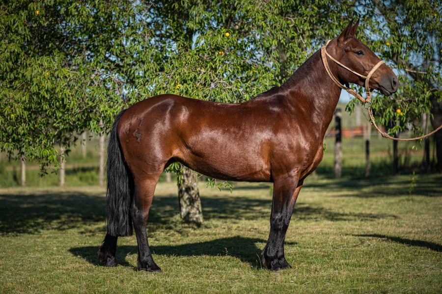 Lote Bonitona Del Queguay